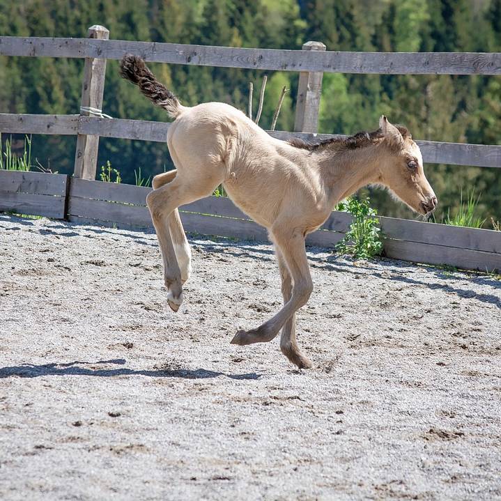 Riding Pony Foal 5116074 1280